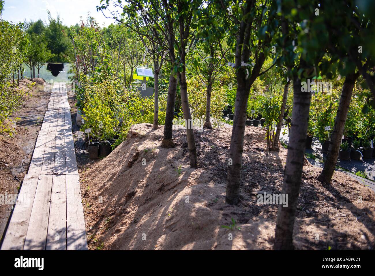 Baumschule Pflanzen. Büsche und Bäume mit geschlossenen Wurzelsystem. Der Weg unter den Pflanzen. Stockfoto