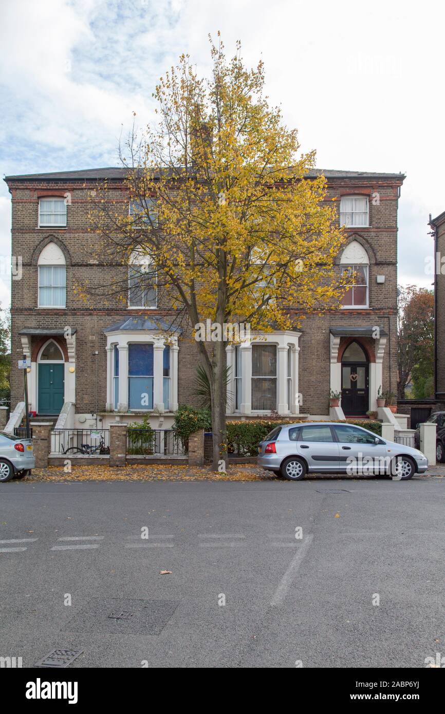 Ein kränkeliger, kleinblättriger Lindenbaum (Tilia cordata 'Greenspire'), Herbst- und Frühlingsbilder verfügbar, Upper Holloway, London, UK - Herbstansicht Stockfoto