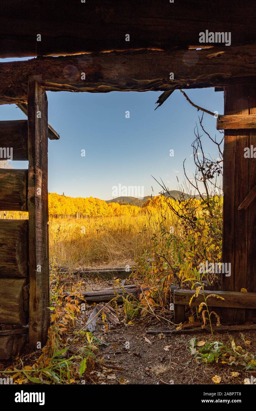 Aspen Laubfärbung im Golden Gate Canyon State Parkahppy Stockfoto