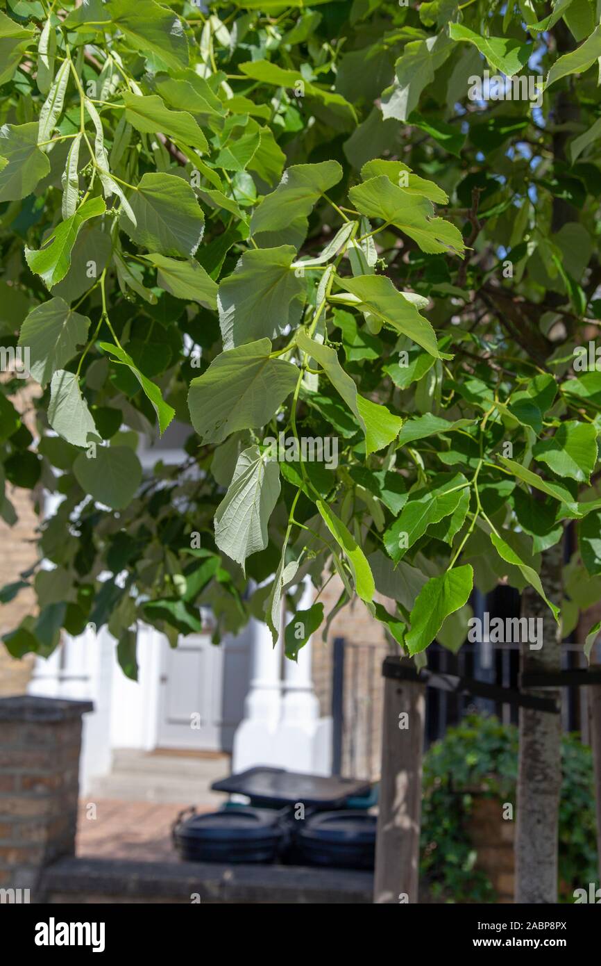 Blattdetail eines Straßenbaums von Olivers Limette (Tilia oliveri) im Sommer, Islington, London, Großbritannien Stockfoto