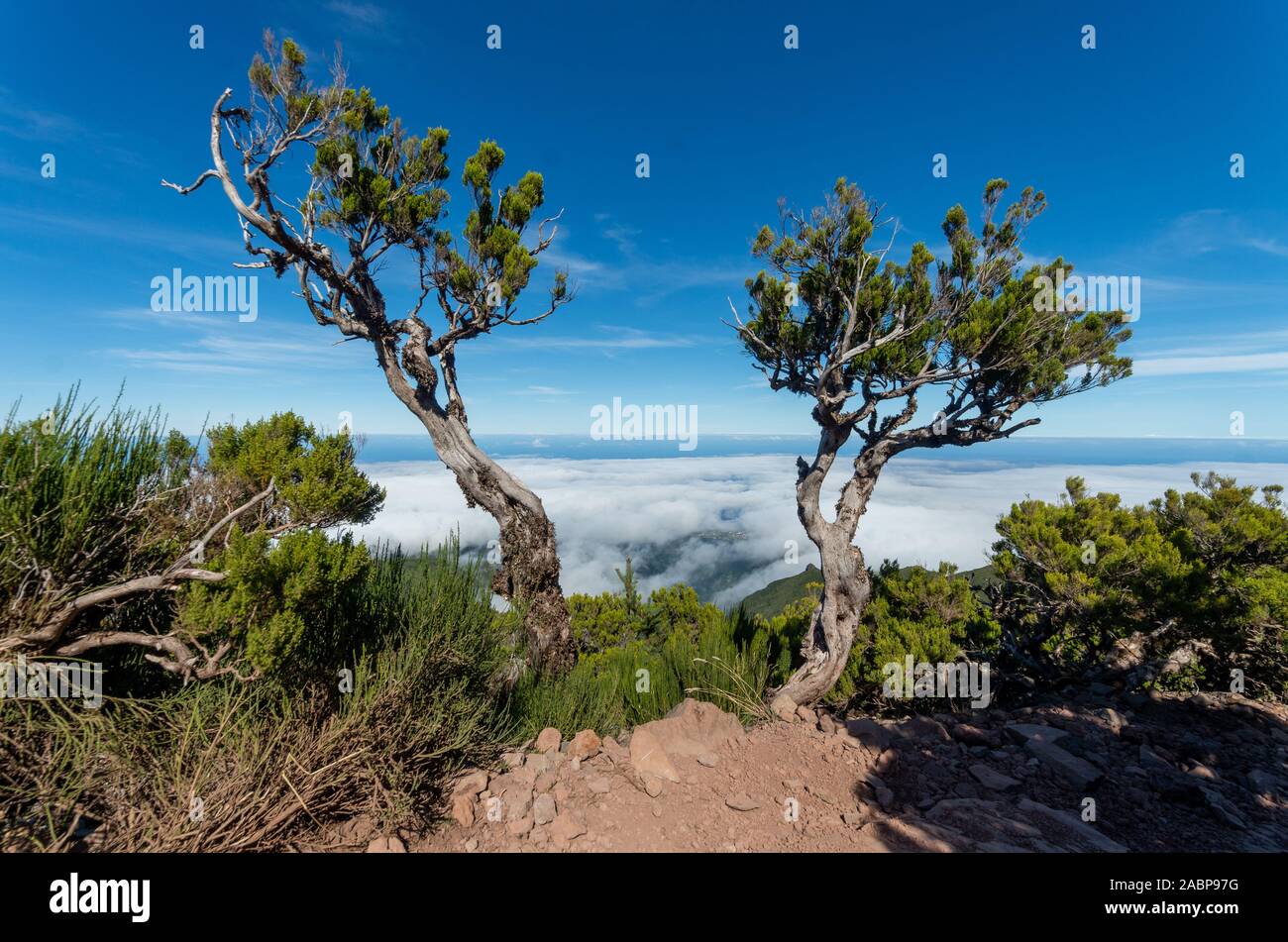 Die armen Bäume wachsen durch den Pfad von Pico Arieiro zum Pico Ruivo, Madeira. Stockfoto