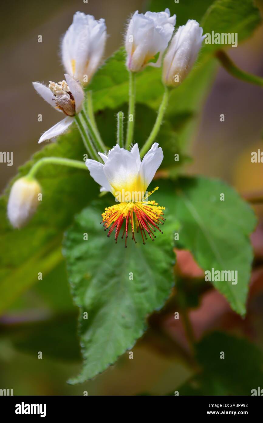 Seltene Blume mit weißen Blütenblättern und wunderschön mit den gelben Staubgefäßen im Zentrum, Kirstenbosch Botanischer Garten, Kapstadt, Südafrika Stockfoto