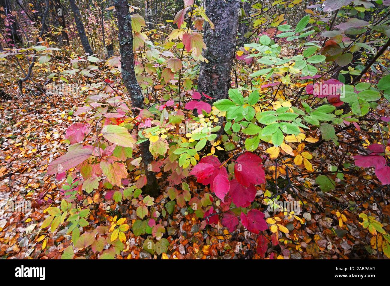 Wald im Herbst Farben Alaska Stockfoto