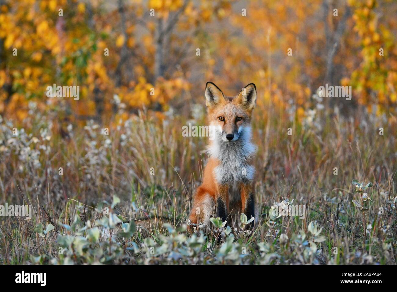 Red Fox in Nordamerika Stockfoto