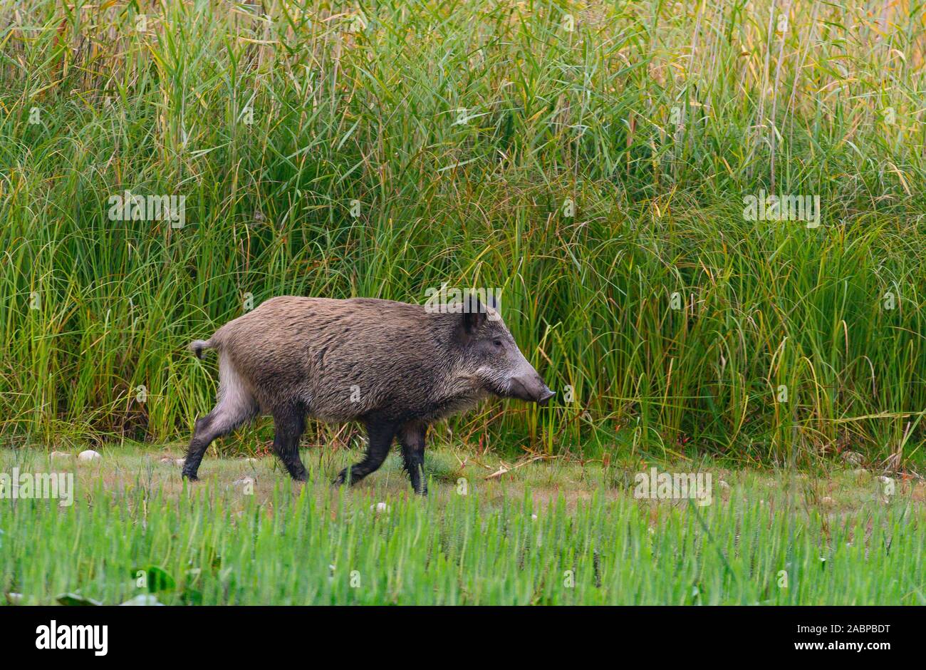 Wildschwein (Sus scrofa) läuft auf Reed Bank, Donauauen, Lower Austria, Austria Stockfoto