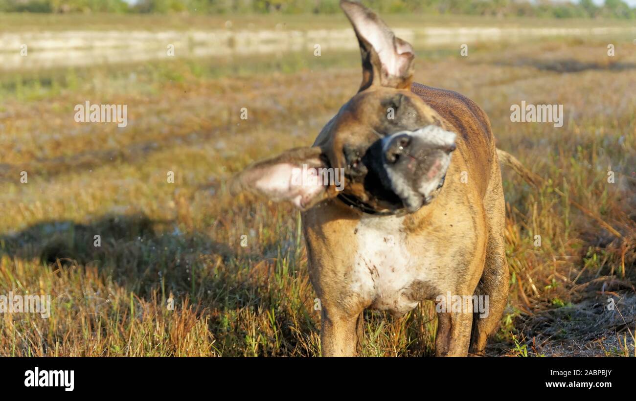 Großer Hund Jagd im Louisiana swamp Stockfoto