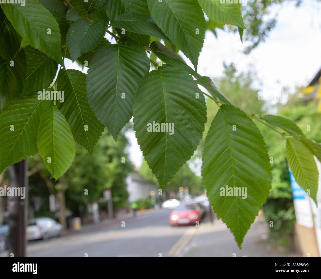 Blattdetail eines „New Horizon“-Ulmenbaums (Ulmus „New Horizons“), der in einer städtischen Umgebung wächst, Islington, London N4, Großbritannien Stockfoto