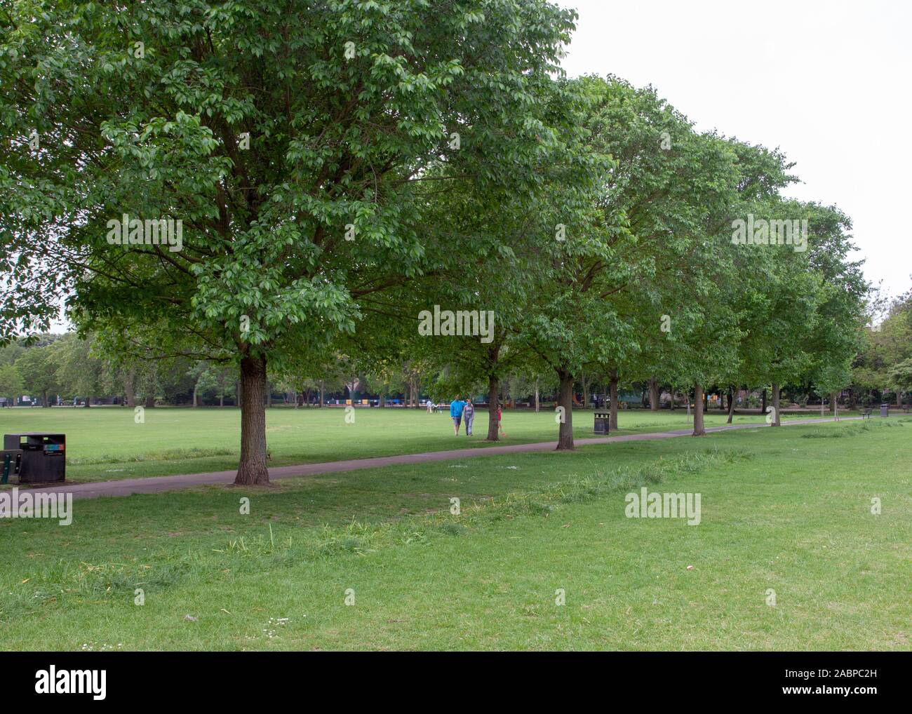 Avenue of 'New Horizon' Elm Trees (Ulmus 'New Horizons') wächst im Ravenscourt Park, London W6, Großbritannien Stockfoto