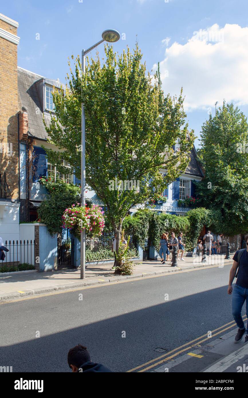 Golden Hybrid Ulme (Ulmus x hollandica 'Dampieri Aurea') Street Tree, Notting Hill, London W11, Großbritannien Stockfoto