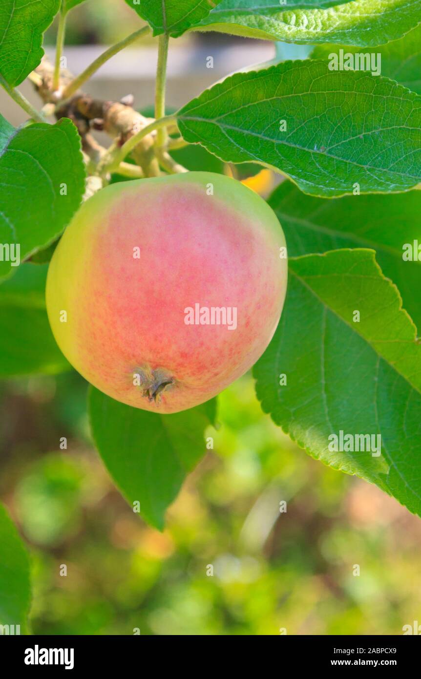 Reife äpfel Hängen an einem Baum im Sommer Garten Stockfoto