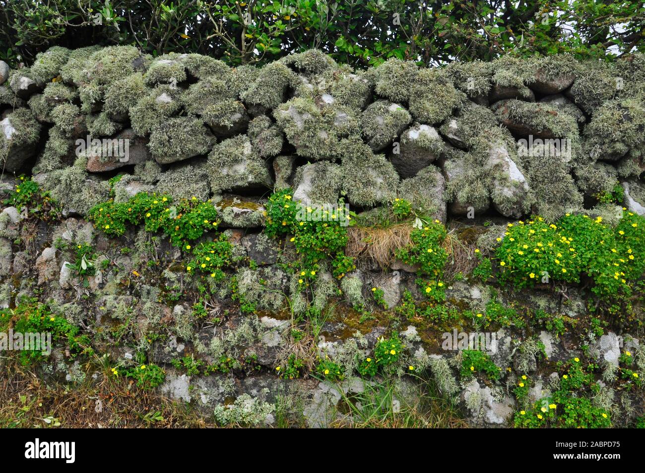 Gelbe wand Oxalis wächst auf einem Granit stein Wand auch in Flechten und Moos bedeckt. St Mary's Scilly-inseln Cornwall GROSSBRITANNIEN Stockfoto