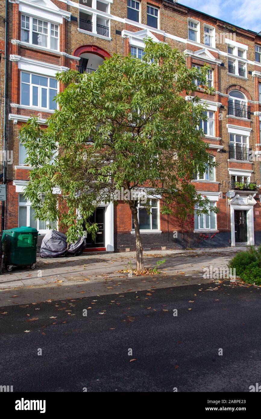 „Summer Bells“, ein ungewöhnlicher intergenerischer Hybrid zwischen Chilopsis und Catalpa, bekannt als x Chitalpa tashkentensis. Wird als Straßenbaum verwendet, London, Großbritannien Stockfoto