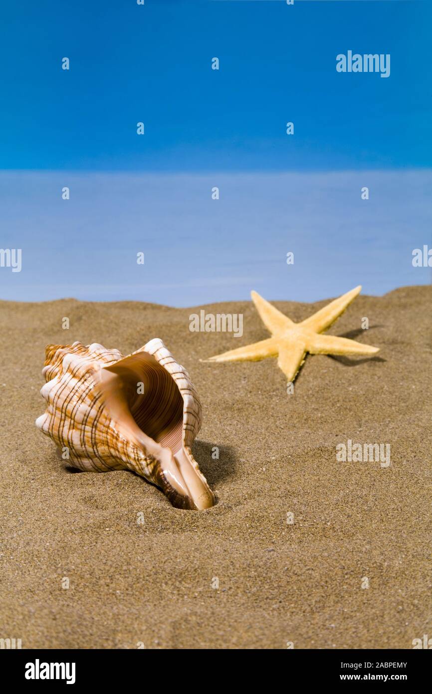 Musche und Seestern am Strand Stockfoto