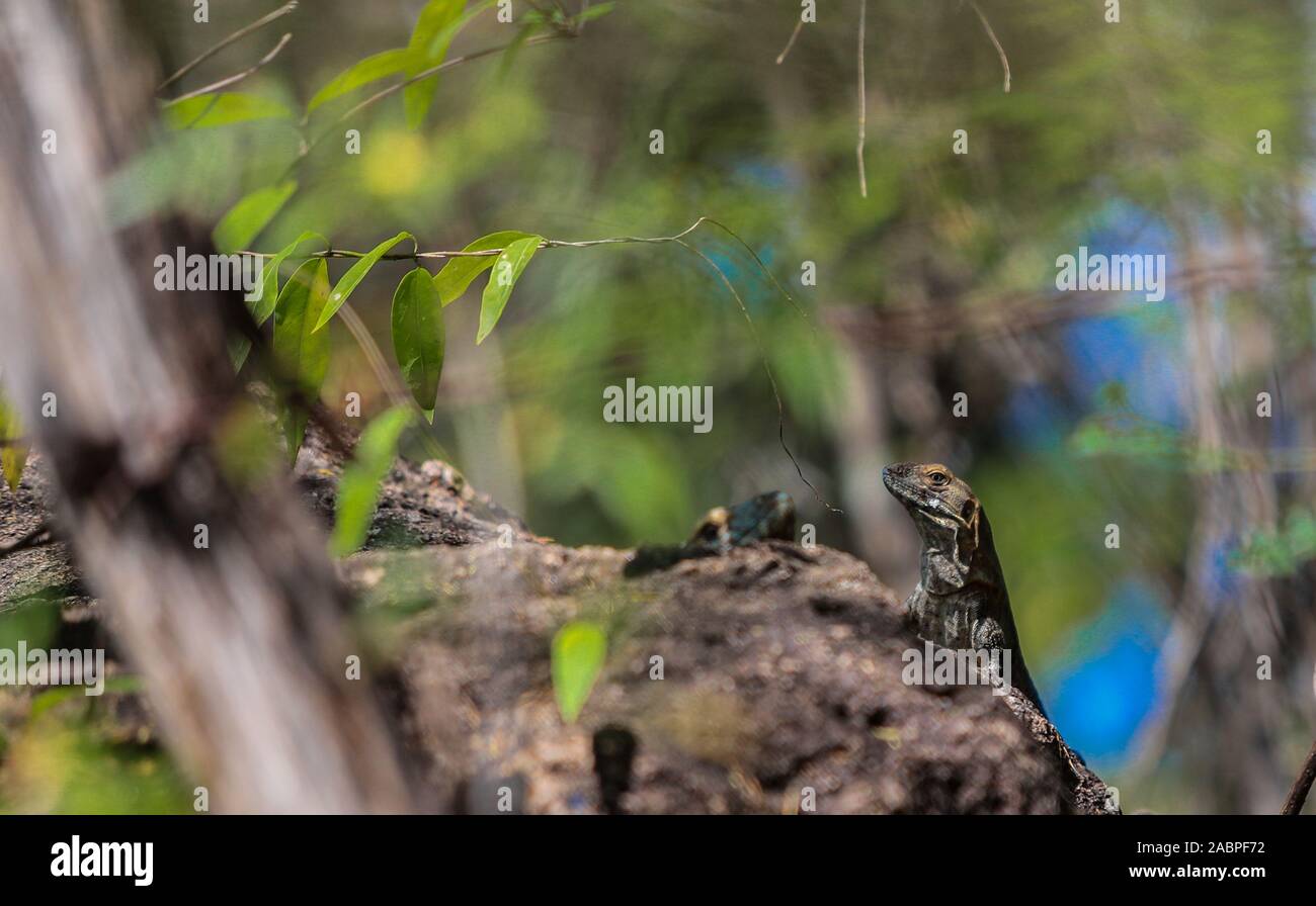 Ein leguan, Reptilien oder Eidechse auf der Oberfläche von einem Felsen in der Monte Mojino Natur und internationale Kultur finden. Ngi (© Foto: LuisGutierrez/Nort Stockfoto