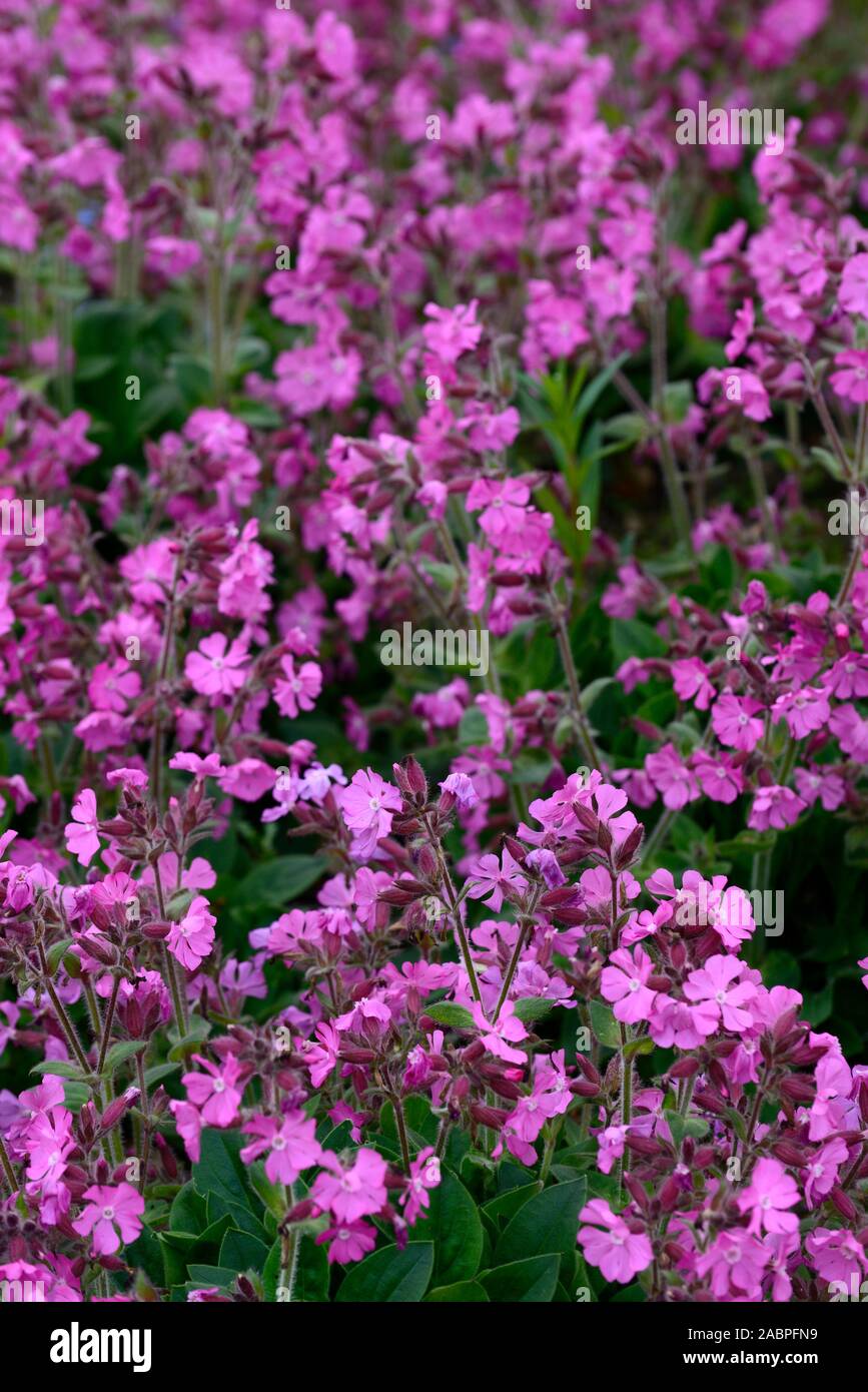 Drummonds Rosa Moss Phlox, Phlox subulata Drummonds Rosa, Blume, Blumen, Blüte, Bodenbewuchs, Teppich, Masse, massierten Blumen, RM Floral Stockfoto