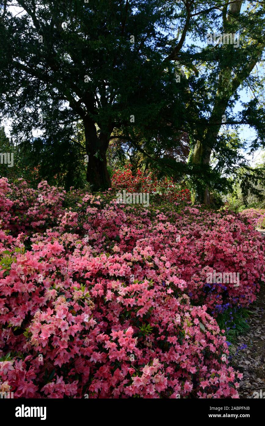 Blue azalea flowers -Fotos und -Bildmaterial in hoher Auflösung – Alamy