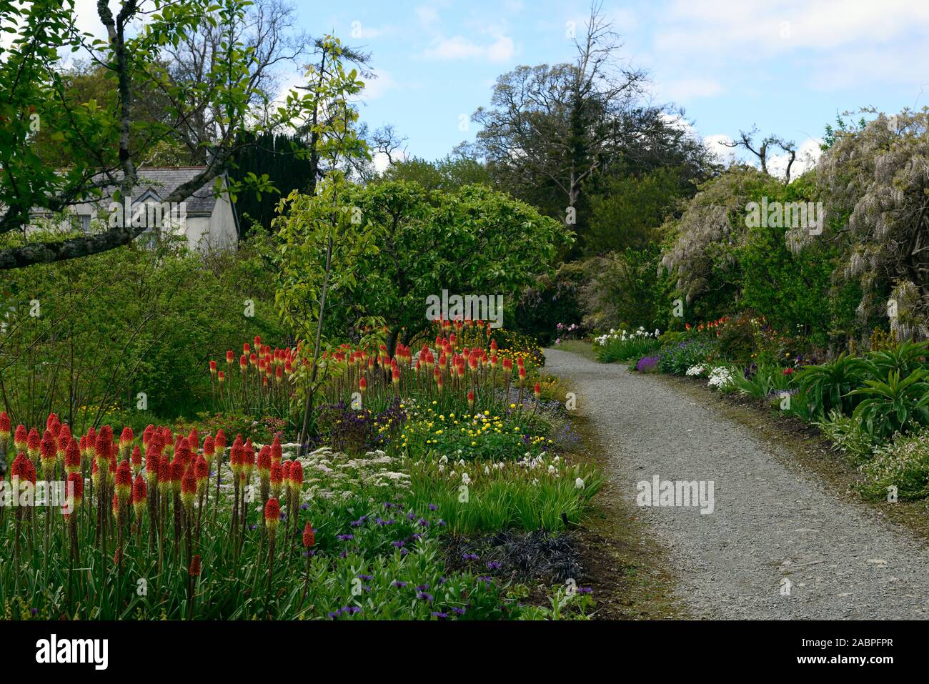 Kniphofia caulescens, red hot Poker, Mount Congreve Gärten, ummauerten Garten, Blume, Blumen, Blüte, RM Floral Stockfoto