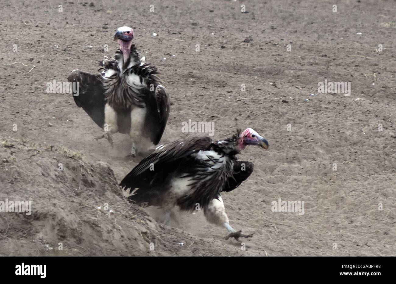 Riesige Lappet-faced Geier oder Nubian Geier (Torgos tracheliotos) Ansatz ein totes Tier in eine bedrohliche Haltung mit Flügel und Federn puf Stockfoto