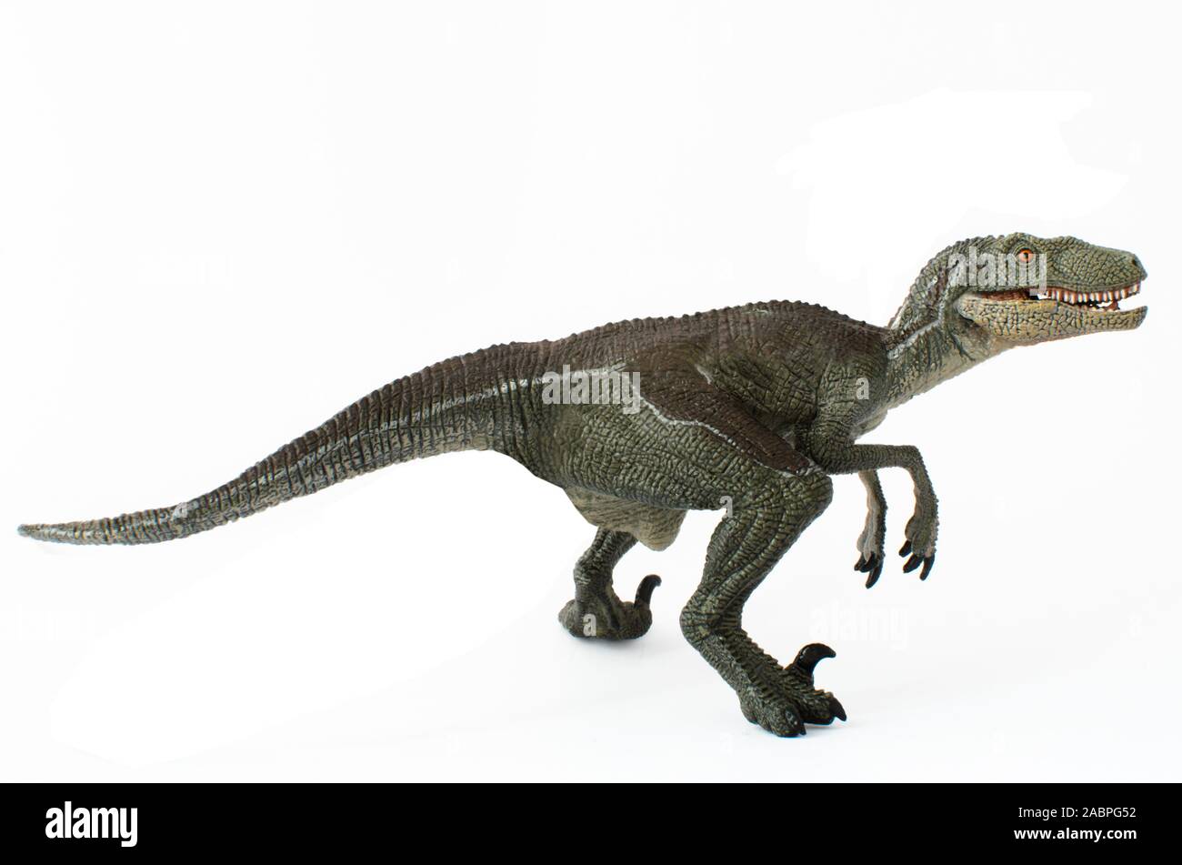 Velociraptor bereit auf weißem Hintergrund in Angriff zu nehmen. Velociraptor ist eine fleischfressende Dinosaurier lebte in der Kreidezeit Stockfoto