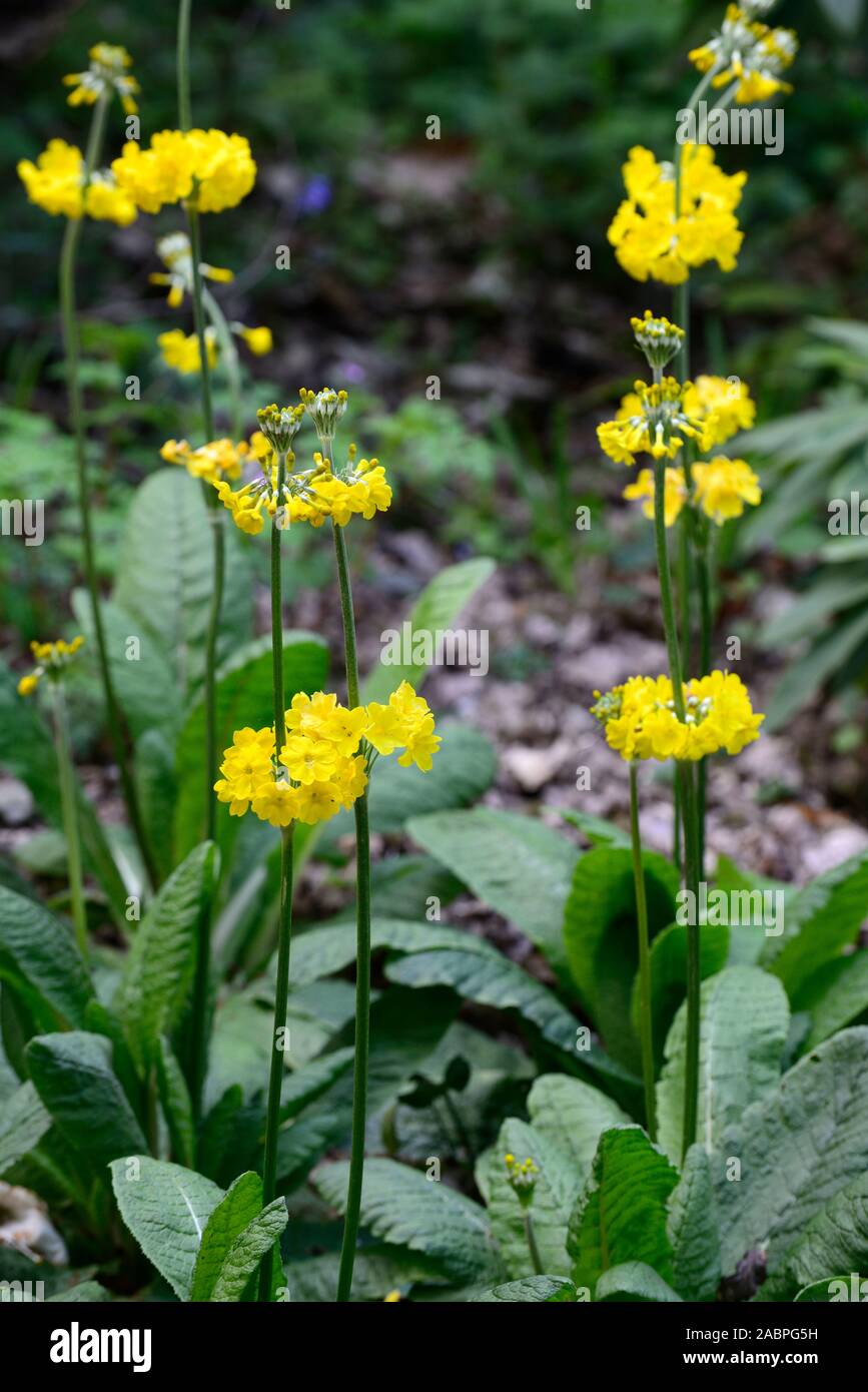 Primula prolifera, Helodoxa, Kandelaber Primrose, gelbe Blumen, blühenden, Wald, Schatten, Schatten, schattigen Garten, RM Floral Stockfoto