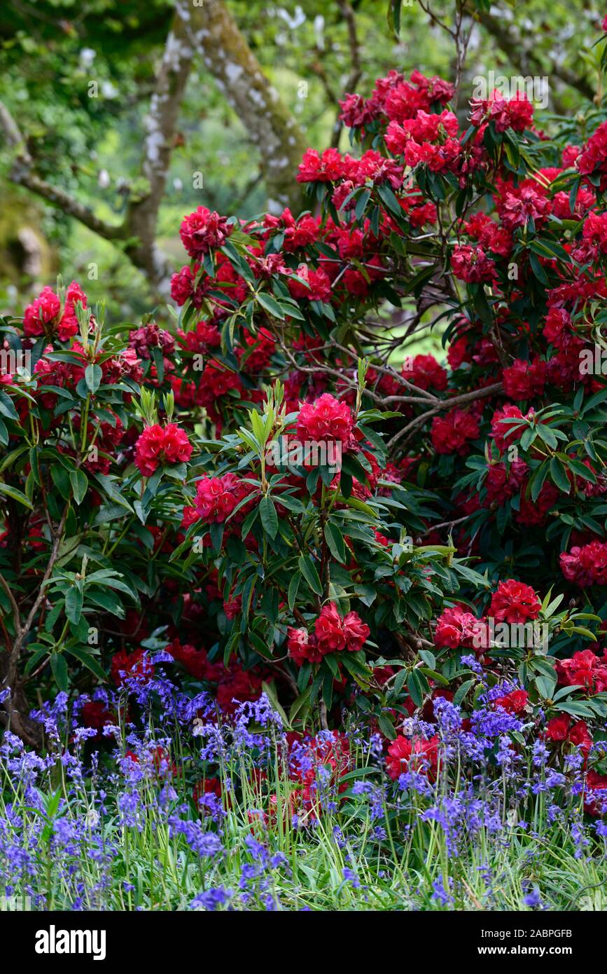 pinienrinde rhododendron Floragard Pinien main image 1