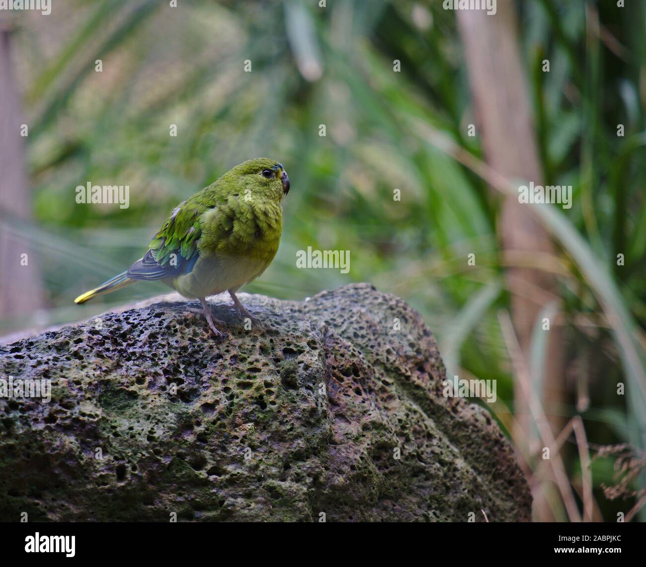 Portrait einer Orange bellied Parrot auf einem Felsen nach rechts von Frame gehockt Stockfoto