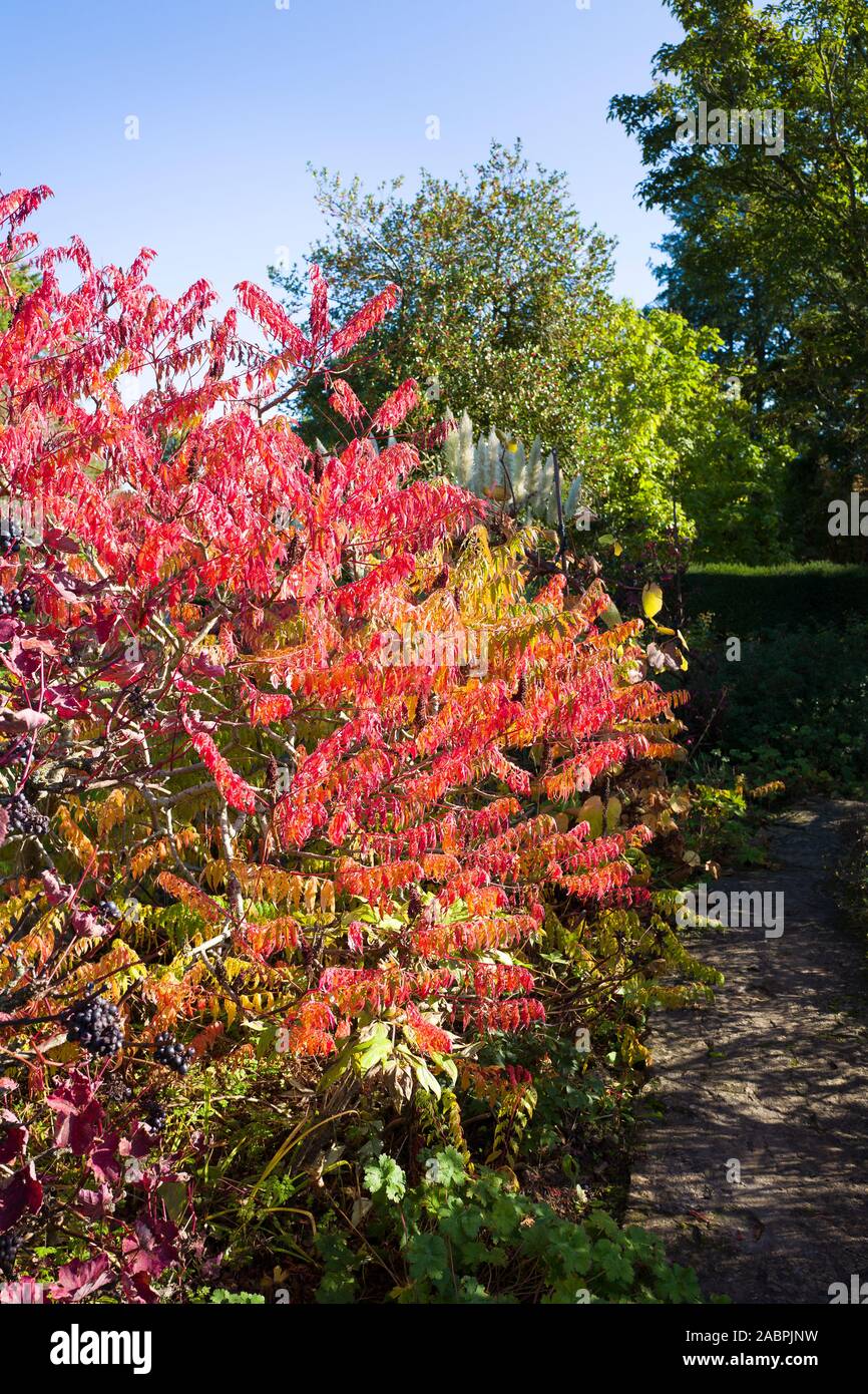 Schöne rote Blätter von Rhus Typhina fügt Herbst Farbe in einen Englischen Garten im Oktober Stockfoto