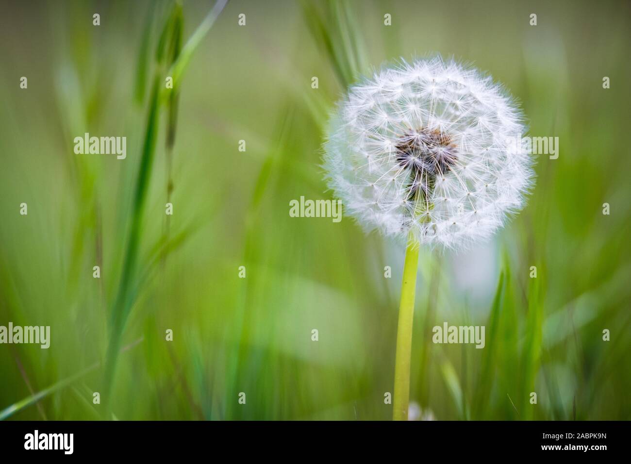Naturaleza diente de León Makro Stockfoto