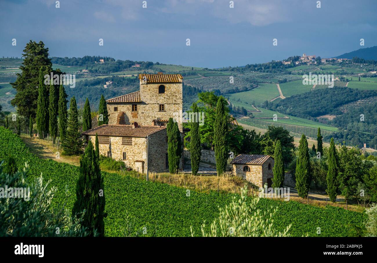Weinbergen in der Landschaft des Chianti, Località La Piazza, Castellina in Chianti, in der Provinz von Siena, Toskana, Italien Stockfoto