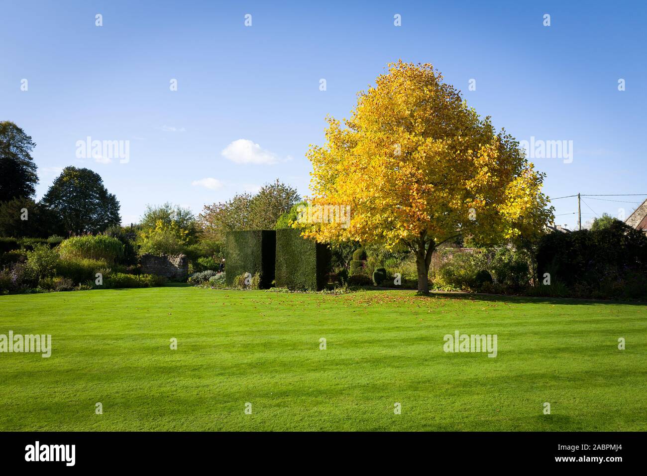 Ein feines Muster Tulip Tree zeigt schöne goldgelbe Laub im Oktober in einem Englischen Garten UK Stockfoto