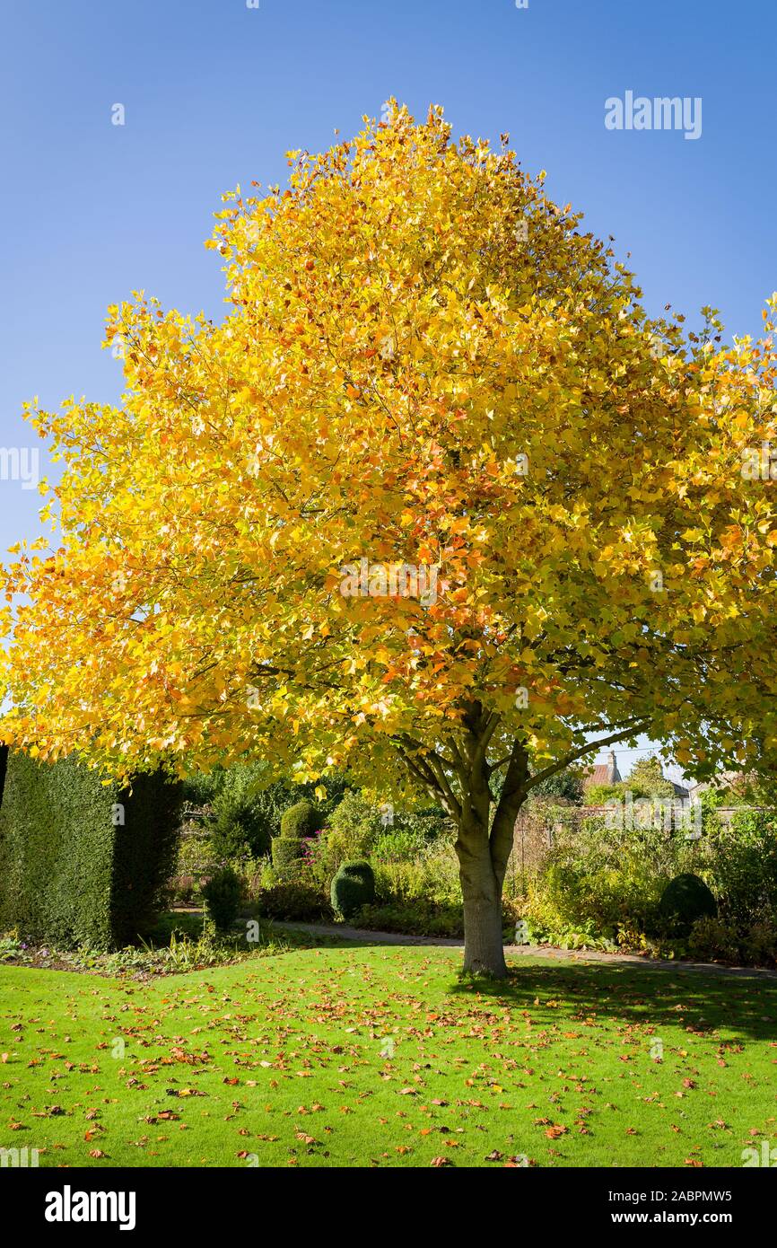Eine feine prüfstücks Tulip Tree zeigt schöne goldgelbe Laub im Oktober in einem Englischen Garten UK Stockfoto