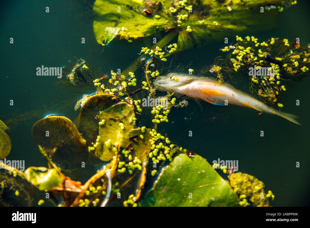 Tote Fische im See Stockfoto