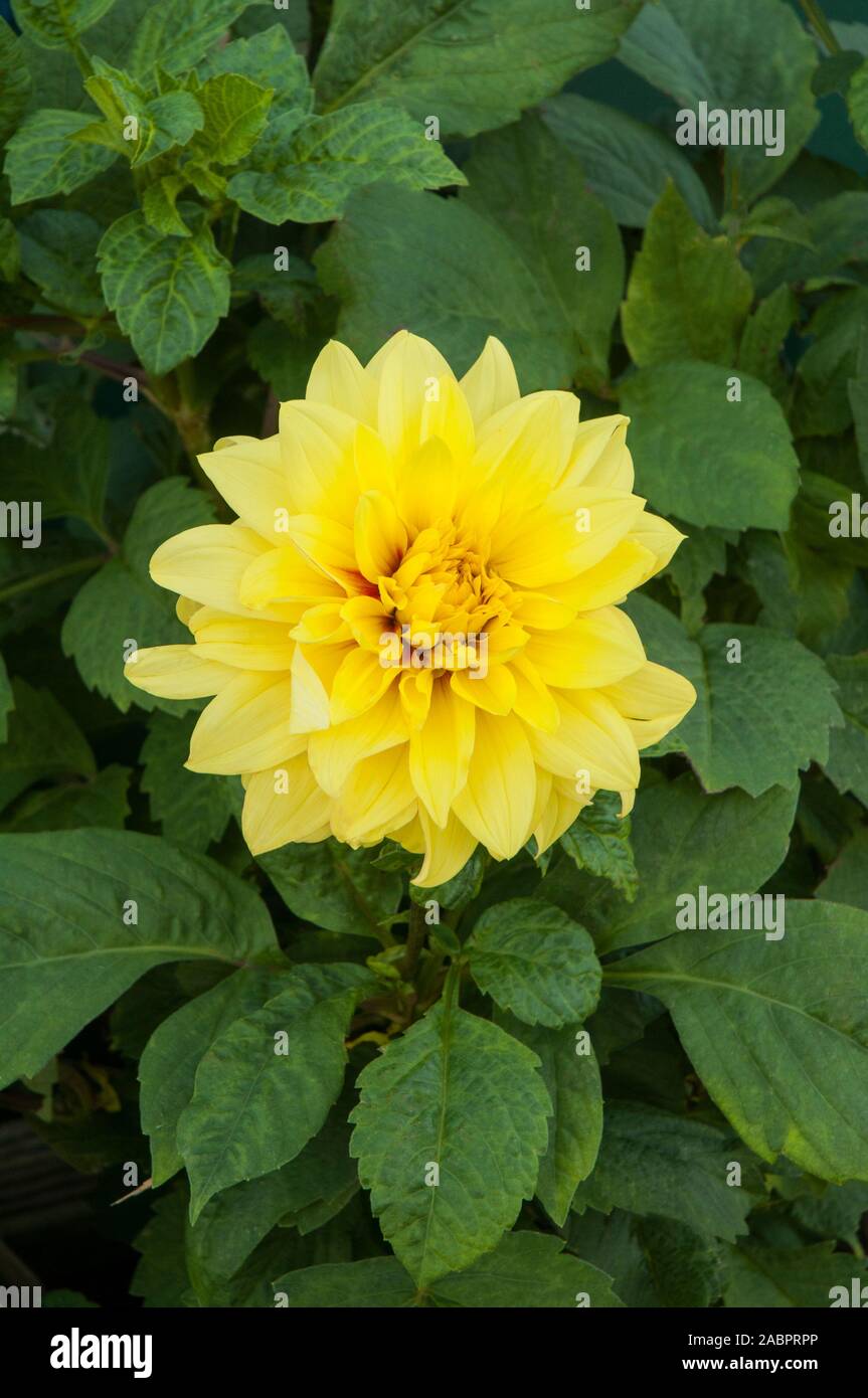 Nahaufnahme des gelben Dahlie Blüte knötchenförmige Pflanze, ist eine sommergrüne Staude und winterharte Stockfoto