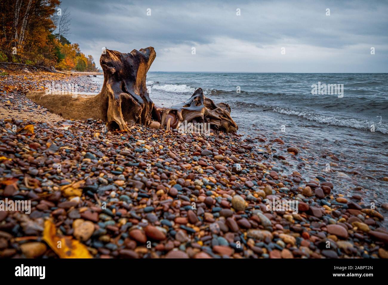 Verbrannt drift wood auf sandigen Strand Ufer Stockfoto