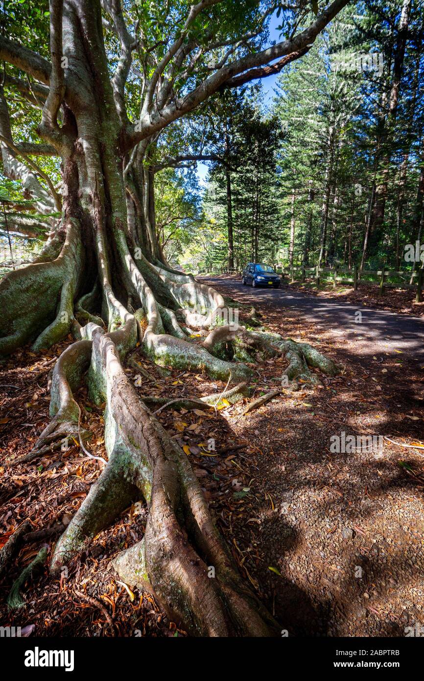 Fünf majestätischen Moreton Bay Feigenbäume (Ficus macrophylla) auf Grabstein Straße auf Norfolk Island, die Wurzeln eine beliebte Kulisse für Urlaub Fotos untermauern. Stockfoto