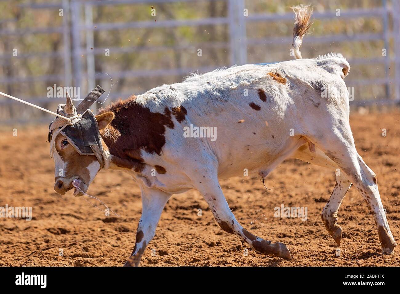 Nahaufnahme des Gesichts eines Kalbes lassoed auf Länderebene rodeo Wettbewerb Stockfoto