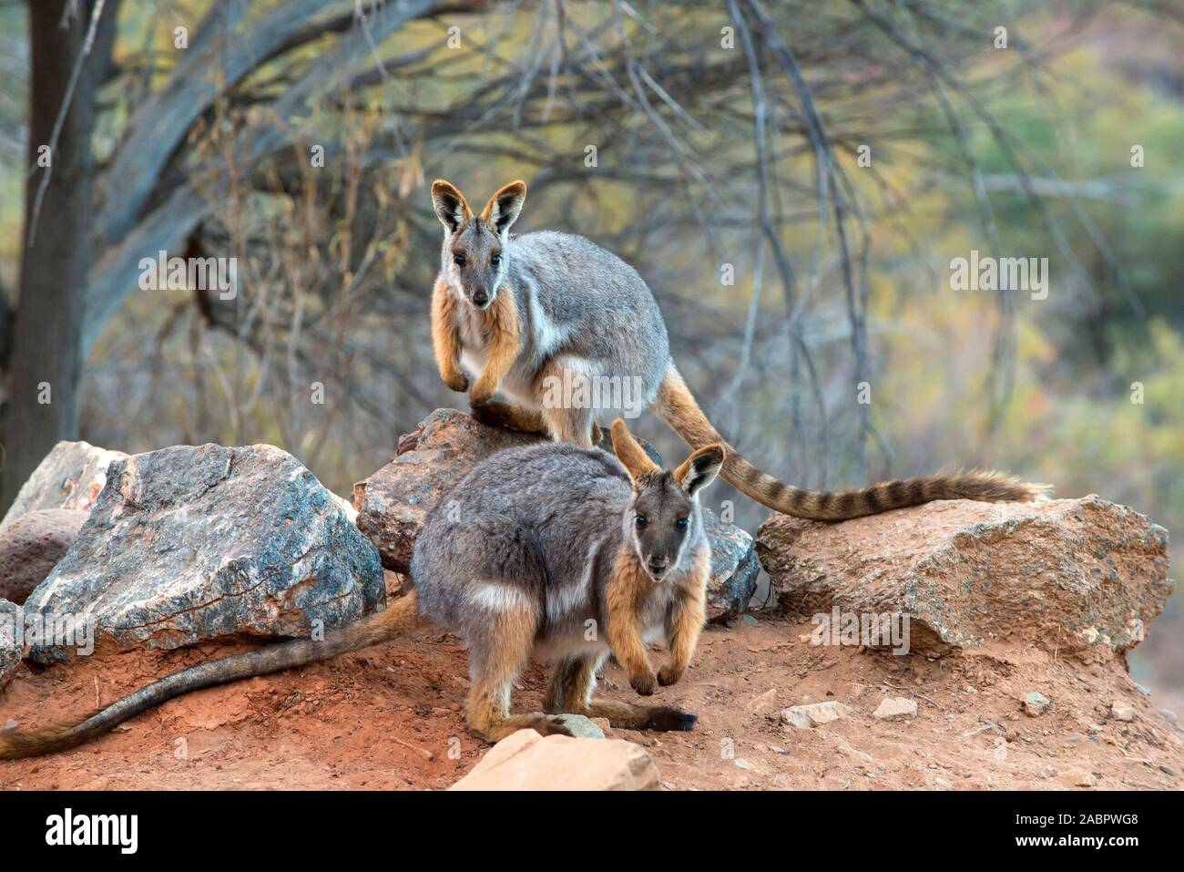 Gelb-footed Rock Wallaby (Petrogale xanthopus), Paar in den felsigen Lebensraum. Nördlichen Flinders Ranges National Park, South Australia Stockfoto
