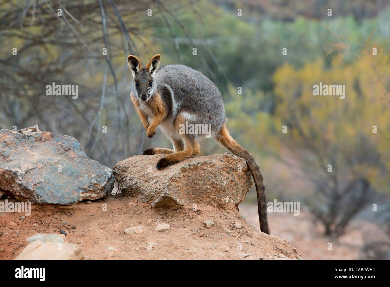 Gelb-footed Rock Wallaby (Petrogale xanthopus), die in den felsigen Lebensraum. Nördlichen Flinders Ranges National Park, South Australia Stockfoto