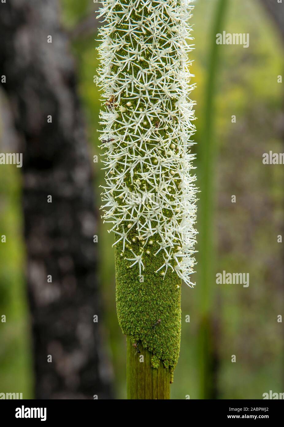 Detail der Blüte Gras Baum, Great Sandy National Park, Fraser Island, Queensland, Australien Stockfoto