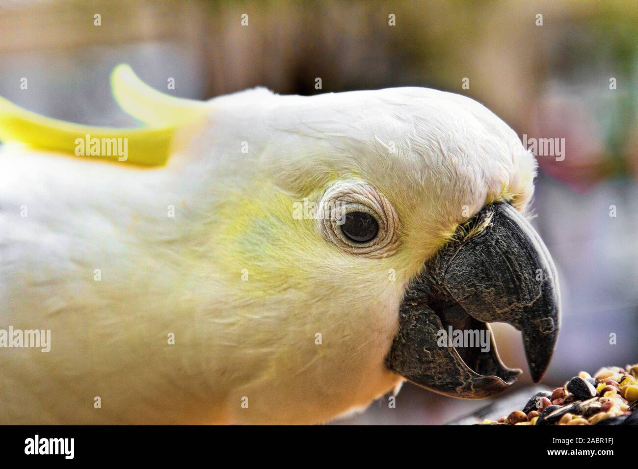 Nahaufnahme von einem weißen Kakadu essen Samen mit seinen scharfen Schnabel Stockfoto