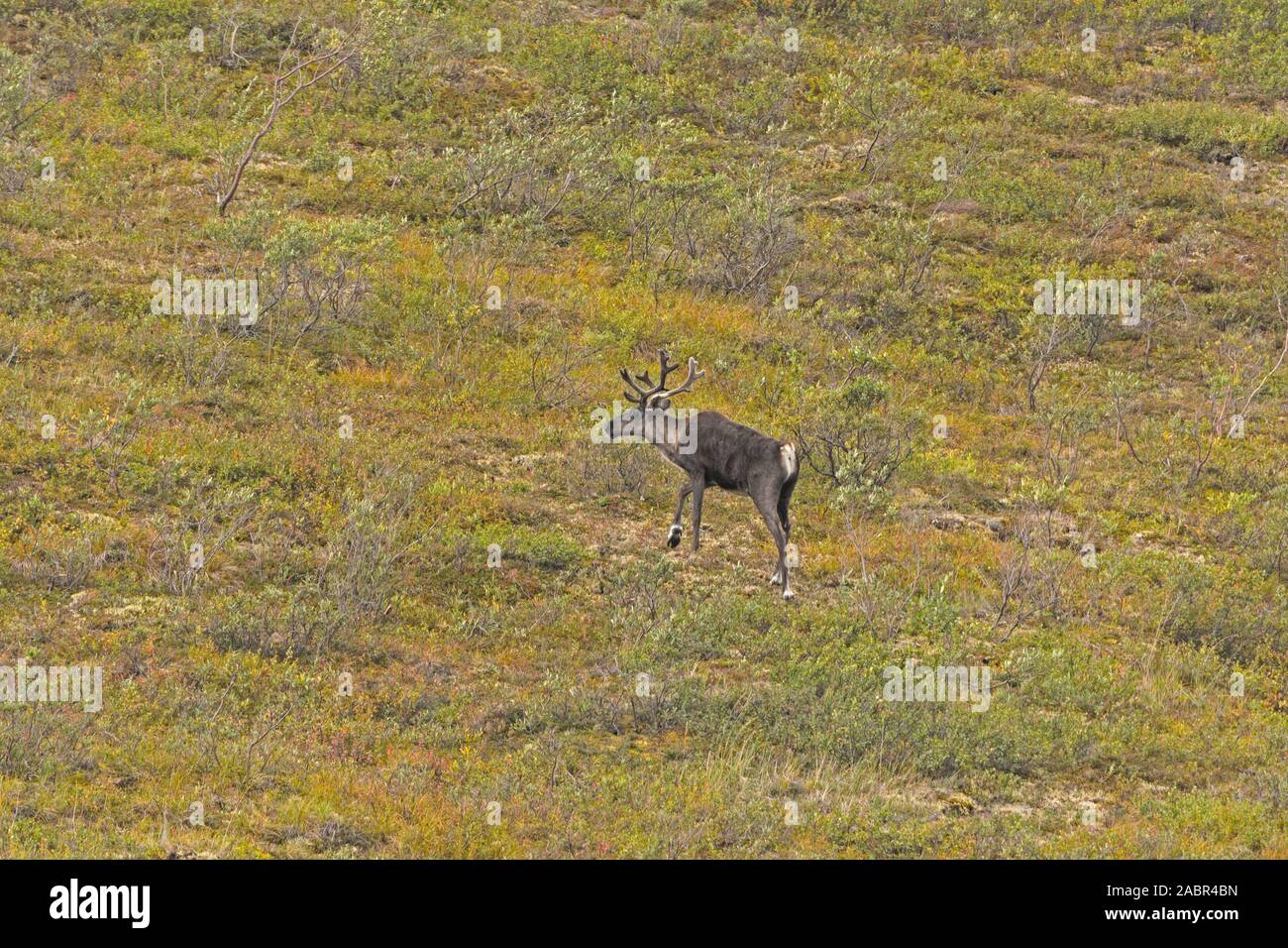 Einsame Caribou in der Tundra im Denali Nationalpark in Alaska Stockfoto