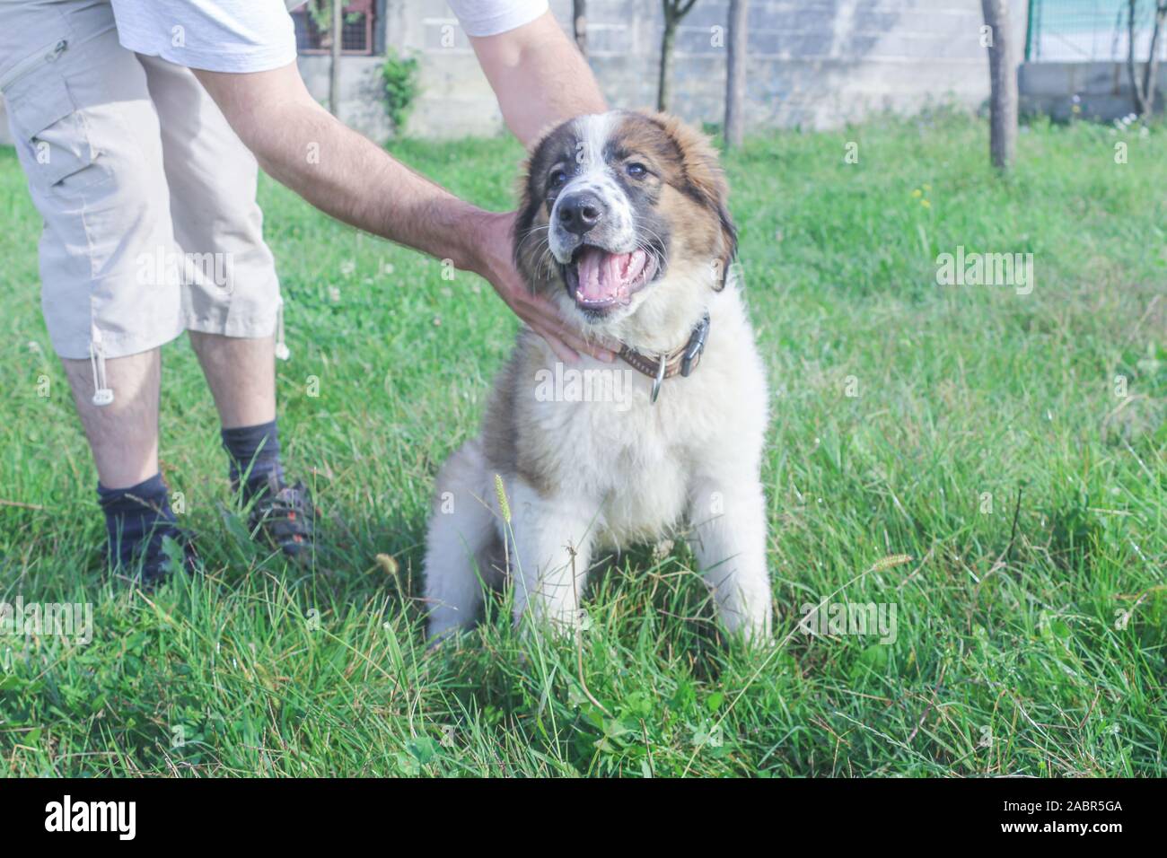 Tornjak aus Vlasic, Welpen, Viehzucht guardian Hund, LGD, bosnischen Hund Stockfoto