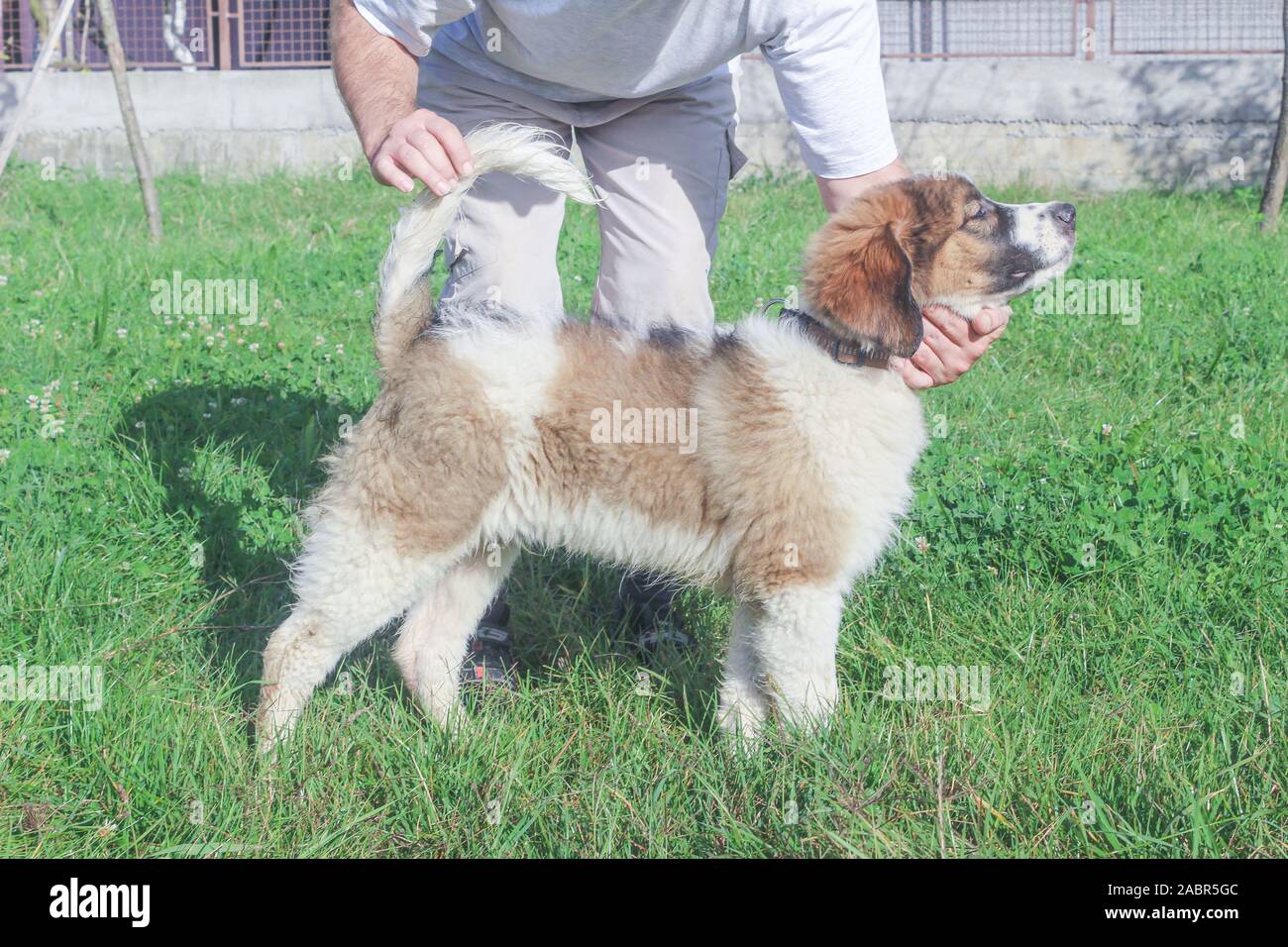 Tornjak aus Vlasic, Welpen, Viehzucht guardian Hund, LGD, bosnischen Hund Stockfoto