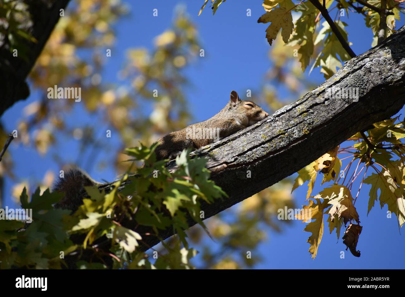 Eichhörnchen ruht im Baum Stockfoto