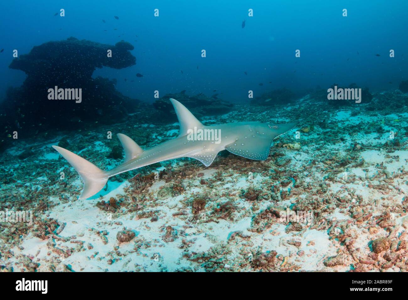 Gitarre Hai an Koh Bon Island, Thailand Stockfoto