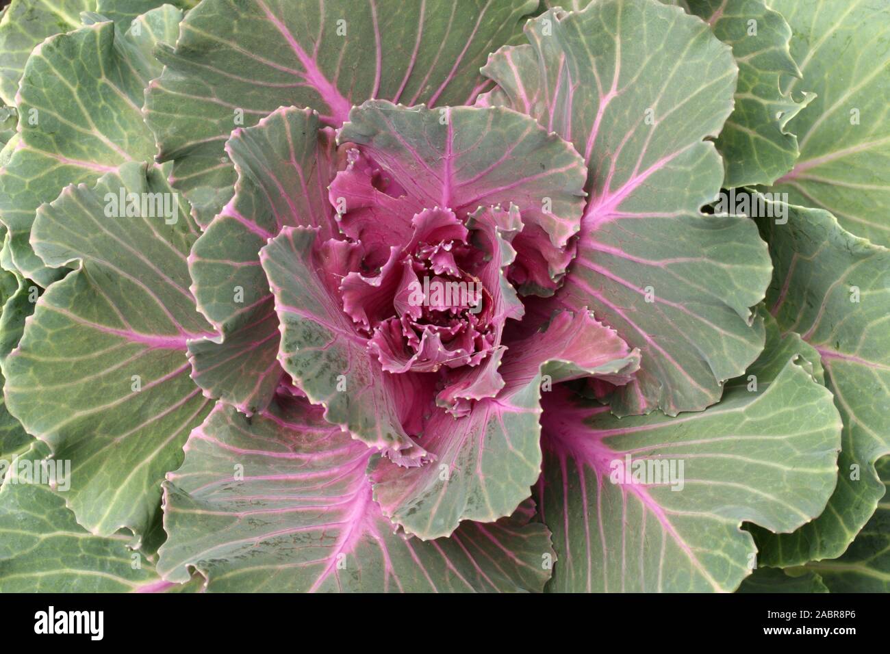 Zierpflanzen Grünkohl (Brassica oleracea var. acephala) ist genetisch identisch mit essbaren Kale sieht aber nicht so gut schmecken, wie kulinarische Kale., Stockfoto