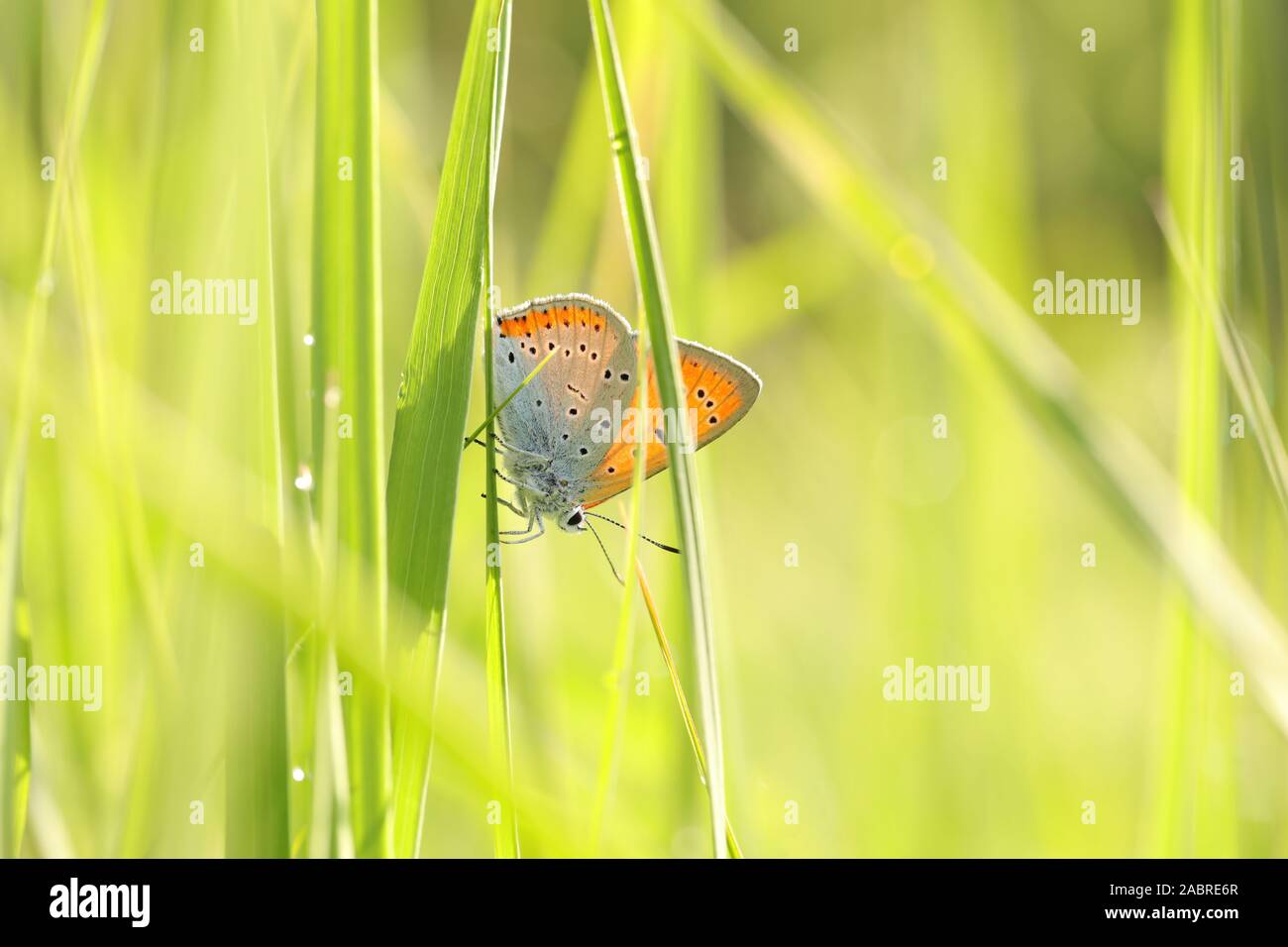 Butterfly (große Kupfer) an einem Frühlingsmorgen. Stockfoto