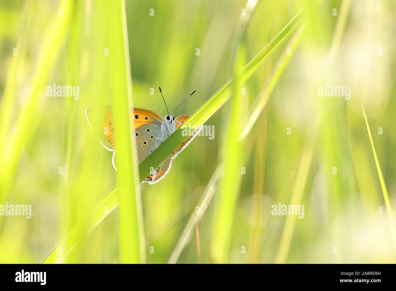 Butterfly (große Kupfer) an einem Frühlingsmorgen. Stockfoto