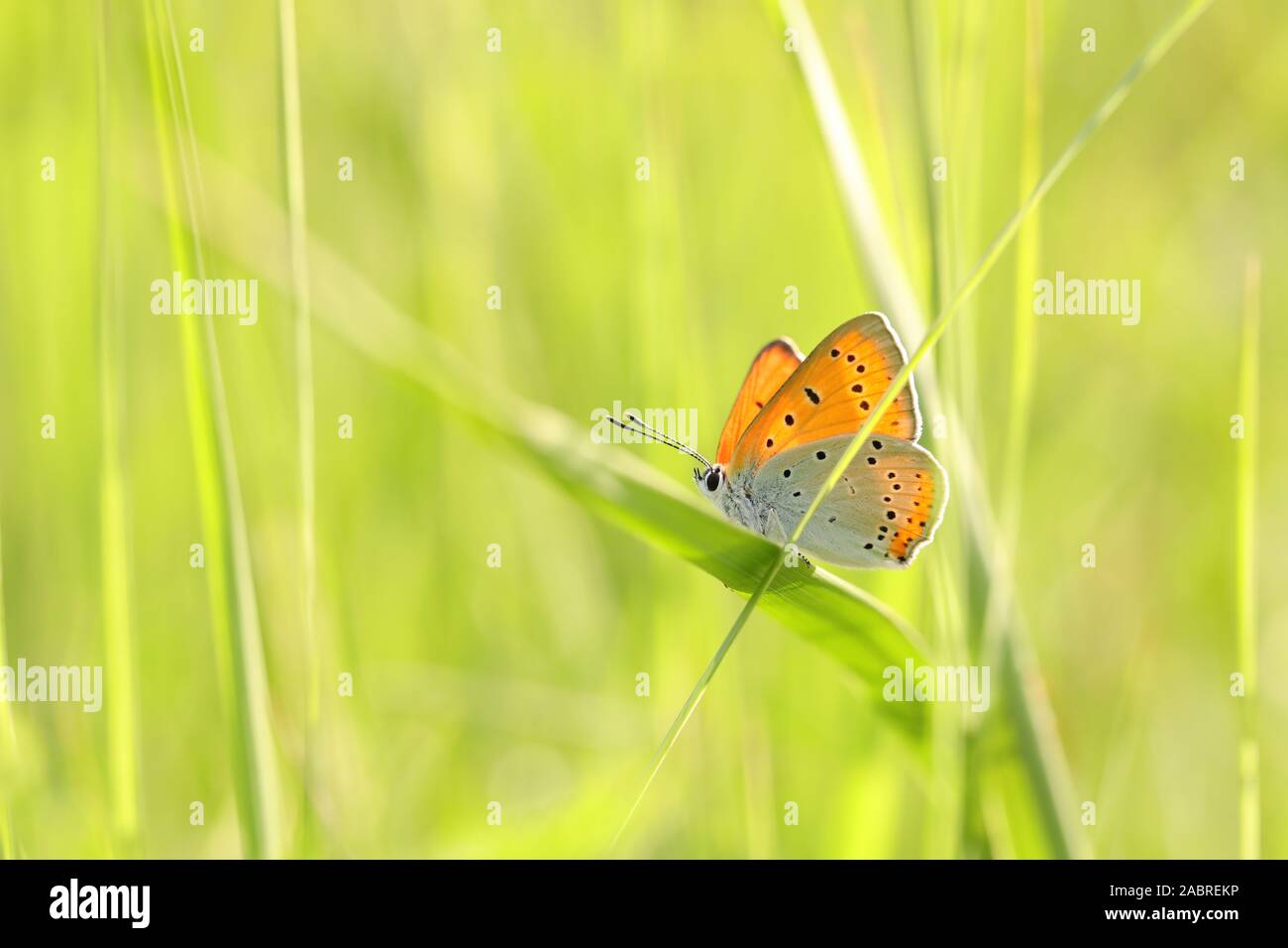 Butterfly (große Kupfer) an einem Frühlingsmorgen. Stockfoto