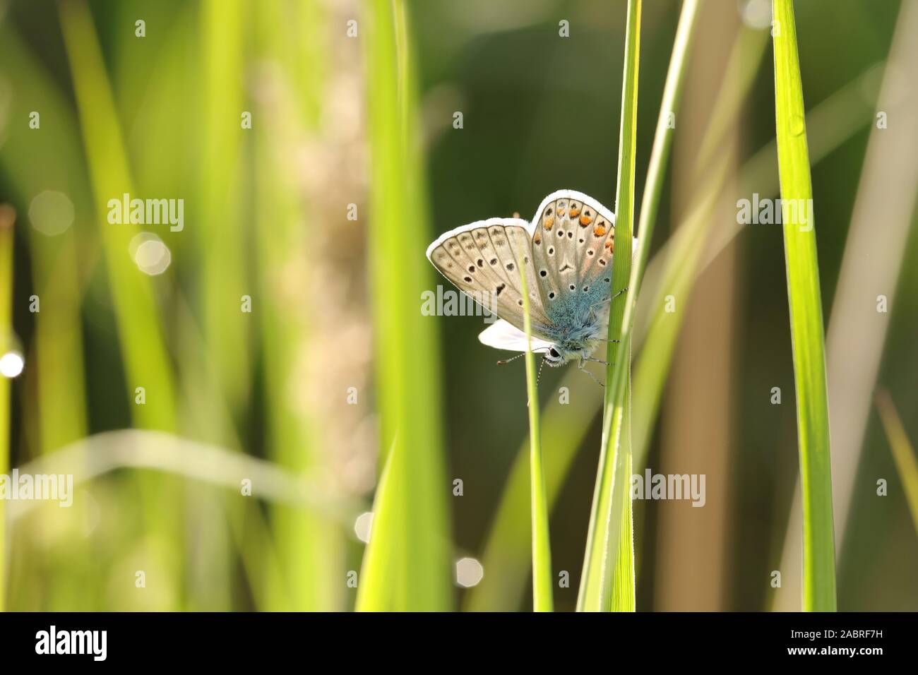 Butterfly (Common blau) an einem Frühlingsmorgen. Stockfoto
